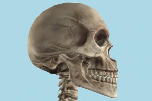 Human Skeleton Human Skeleton-7